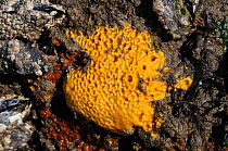 Breadcrumb sponge (Halichondria panicea), orange form, exposed at low tide, Gower peninsula, Wales, UK, September