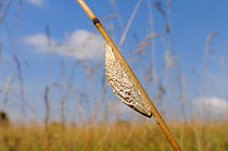 Silken cocoon of Six spot burnet moth (Zygaena filipendulae) attached to grass stem, chalk grassland meadow, Wiltshire, UK, August