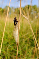 Hatched pupa of Six spot burnet moth (Zygaena filipendulae) protruding from silken cocoon attached to grass stem, chalk grassland meadow, Wiltshire, UK, August.