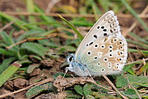 Male Chalkhill blue butterfly (Polyommatus coridon), a Near Threatened species in the UK, extracting salts from animal dung, chalk grassland meadow, Wiltshire, UK, July