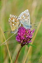 Chalkhill blue butterflies (Polyommatus coridon), mating on Red clover flower (Trifolium pratense) with phoretic Chalcidoid wasp (Eulophidae; Tetrastichinae) a parasitoid of butterfly eggs, riding on...