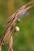 Female Comb footed spider (Enoplognatha ovata or latimana) guarding egg sac in silk shelter on grass seedhead, chalk grassland meadow, Wiltshire, UK, August.