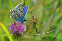 Male Common blue butterfly (Polyommatus icarus) on Red clover flower (Trifolium pratense), chalk grassland meadow, Wiltshire, UK, July.