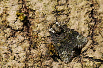 Coronet moth (Craniophora ligustri) well camouflaged on tree trunk by day, Wiltshire garden, UK, July.