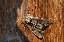 Dark arches moth (Apamea monoglypha) resting in stored wood pile, Wiltshire garden, UK, July.