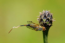 Gall fly / Greater fruit fly (Terellia colon) female extending and flexing long ovipositor after mating in preparation for laying eggs in flowerbud of host plant, Greater knapweed (Centaurea scabiosa)...