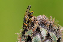 Gall fly / Greater fruit fly (Terellia colon) male on flowerbud of host plant, Greater knapweed (Centaurea scabiosa), chalk grassland, Wiltshire, UK, June.