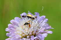 Female Ichneumon wasp (Stilbops ruficornis) inserting its ovipositor into Field scabious (Knautia arvensis) flowerhead to parasitise eggs of the longhorn moth (Nemophora metallica) as a moth of this s...