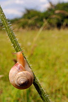 Kentish snail (Monacha cantiana) climbing plant stem, chalk grassland meadow, Wiltshire, UK, July.