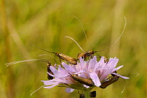 Brassy longhorn moths (Nemophora metallica) males gathered on flowerhead of Field scabious (Knautia arvensis), between bouts of group display flying, chalk grassland meadow, UK, July.