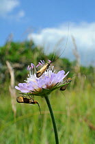 Three male Brassy longhorn moths (Nemophora metallica) gathered on flowerhead of Field scabious (Knautia arvensis), between bouts of group display flying, chalk grassland, UK, July.