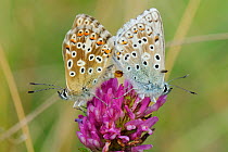 Chalkhill blue butterflies (Polyommatus coridon), mating on Red clover flower (Trifolium pratense) with phoretic Chalcidoid wasp (Eulophidae; Tetrastichinae) a parasitoid of butterfly eggs, riding on...