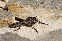 Kite tailed robberfly (Machimus atricapillus) resting on limestone boulder, Wiltshire, UK, August.