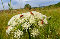 Common red soldier beetles / Black-tipped soldier beetles (Rhagonycha fulva) feeding and mating on Wild Carrot / Queen Anne's lace flowerhead (Daucus carota), chalk grassland meadow, Wiltshire, UK, Ju...
