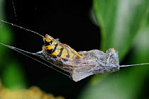 Common wasp (Vespula vulgaris) caught in web of European garden spider / Cross orbweaver (Araneus diadematus) and wrapped tightly with silk, Wiltshire garden, UK, September.