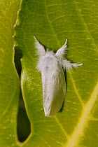 Yellow tail moth (Euproctis similis) resting on leaf, Wiltshire garden, UK, July.