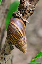 Giant African Land Snail (Achatina fulica) on a branch. Guandu, Taiwan, September.