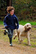 Boy running with pet dog (Canis familiaris) a 'goldendoodle' golden retriever / standard Poodle cross. Hampshire, UK, October. Model released.