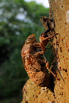 Taiwanese Cicada (Cryptotympana takasagona) empty nymphal exuvium on a tree trunk. Guandu, Taiwan, September.