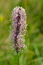 Hoary Plantain (Plantago media) flowering. Wiltshire, UK, July.
