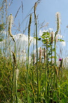 Hoary Plantains (Plantago media) flowering in chalk grassland meadow. Wiltshire, UK, July.