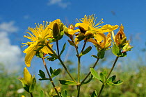 Perforate / Common St. John's wort (Hypericum perforatum) flowers low angle close up view, chalk grassland meadow. Wiltshire, UK, June.