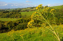 Common Ragwort (Jacobaea vulgaris) flowering on pastureland. Near Box, Wiltshire, UK, August.