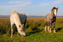 Welsh mountain Ponies (Equus caballus) grazing pastureland fringing Llanrhidian salt marshes. The Gower Peninsula, Wales, UK, September.