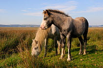 Welsh mountain Ponies (Equus caballus) grazing pastureland fringing Llanrhidian salt marshes. The Gower Peninsula, Wales, UK, September.