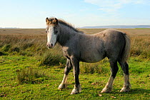 Welsh mountain Pony (Equus caballus) foal on pastureland fringing Llanrhidian salt marshes. The Gower Peninsula, Wales, UK, September.