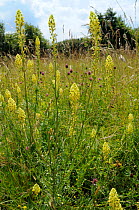 Wild Mignonette (Reseda lutea) flowering in chalk grassland meadow. Wiltshire, UK, June.