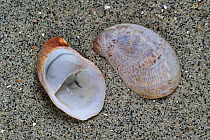 American slipper limpets (Crepidula fornicata) on beach, showing top and bottom view, Belgium