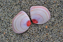 Baltic tellin (Macoma balthica) shells on beach, Belgium