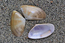 Banded wedge (Donax vittatus) shells on beach, Belgium