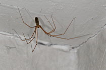 Cellar spider / daddy longlegs (Pholcus phalangioides) in house, Belgium
