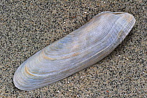 Common piddock (Pholas dactylus) shell on beach, Normandy, France