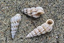 Common wentletrap (Epitonium clathrus) shells on beach, Belgium