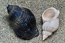 Common whelk (Buccinum undatum) shells on beach, Brittany, France