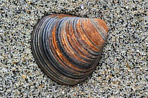 Fossil shell (Corbicula fluminalis) on beach, the Netherlands