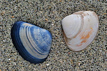 Cut trough shells (Spisula subtruncata) on beach, Belgium