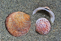 Dog cockle / European bittersweet (Glycymeris glycymeris) shells on beach, Brittany, France