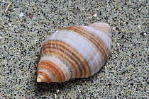 Dog whelk / Atlantic dogwinkle (Nucella lapillus) shell on beach, Normandy, France