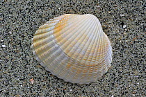 Common / Edible cockle (Cerastoderma / Cardium edule) shell on beach, Belgium