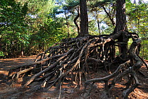 Exposed roots of pine trees due to soil erosion in forest at Kasterlee, Belgium