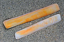 European razor clam / Grooved razor shell (Solen marginatus) on beach, Brittany, France