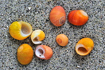 Flat periwinkle (Littorina obtusata) shells on beach showing colour variations, Brittany, France
