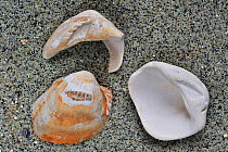 Fossilized cockles (Venericor planicosta / Megacardita planicosta) from the Eocene epoch on beach, Cadzand, the Netherlands