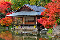 Traditional tea house along pond and Smooth Japanese maples (Acer palmatum) showing leaves in colourful red and orange autumn colours at Japanese garden in Hasselt, Belgium October 2011