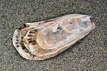 Japanese / Portuguese / Pacific cupped oyster (Crassostrea gigas) shell on beach, Normandy, France