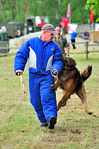 Military attack dog, Belgian Shepherd Dog / Malinois (Canis familiaris) biting man in protective clothing during training session of the Belgian army, Belgium